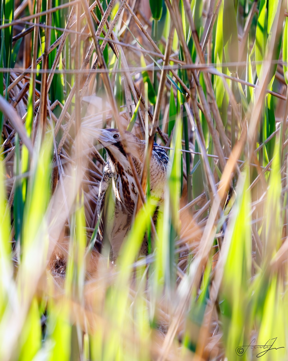Eurasian Bittern - ML582524791