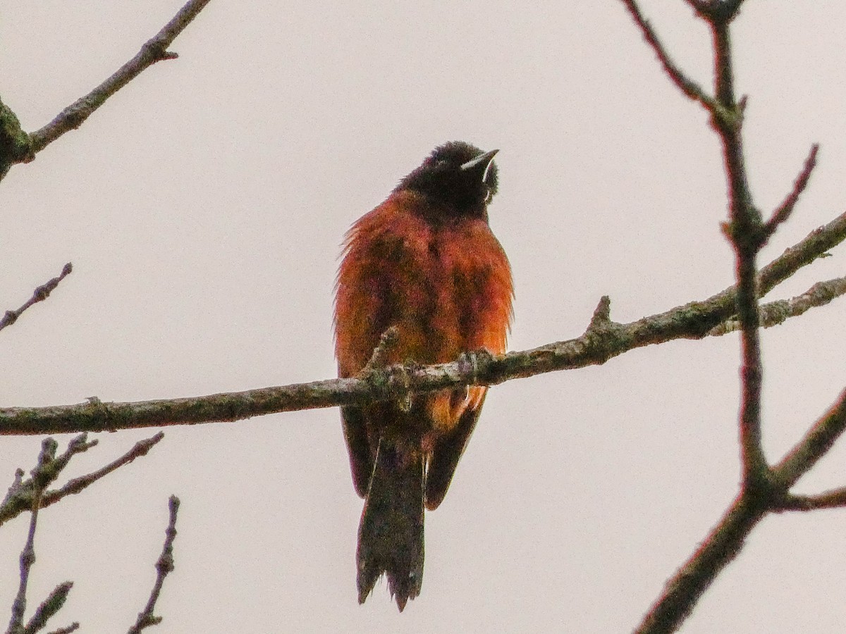 Orchard Oriole - ML582524891