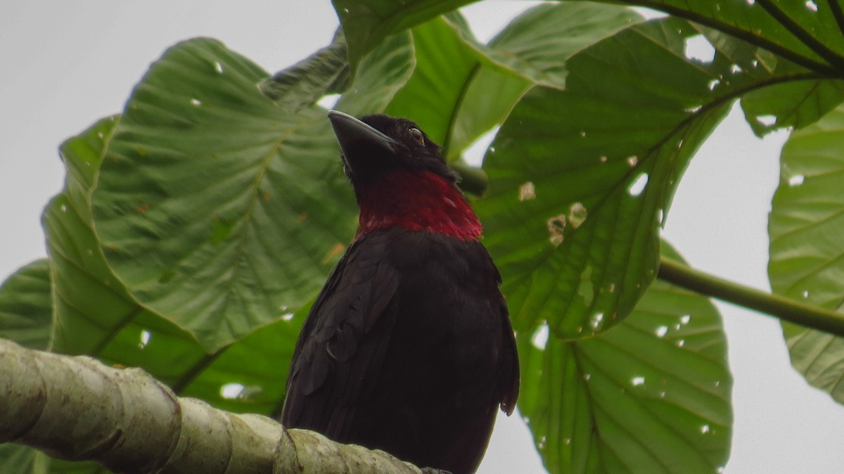 Purple-throated Fruitcrow - ML58252521