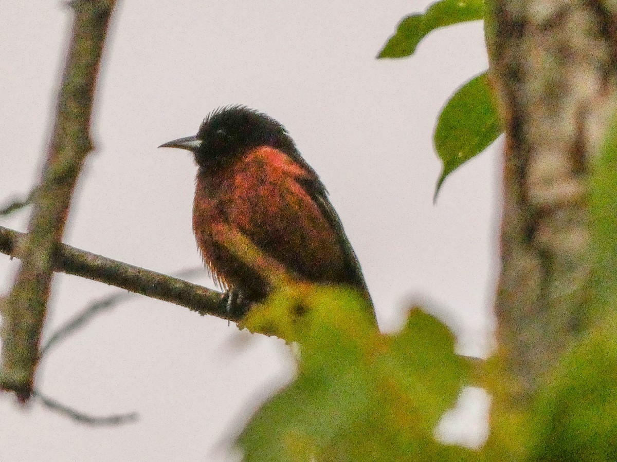 Orchard Oriole - Larry Morin