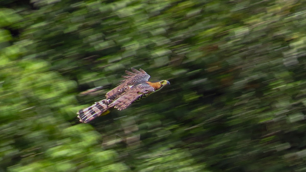 Ornate Hawk-Eagle - Jorge Muñoz García   CAQUETA BIRDING