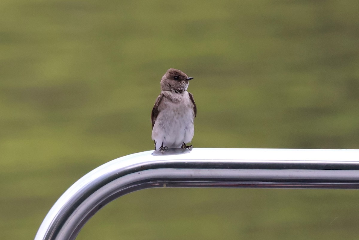 Northern Rough-winged Swallow - ML582527201