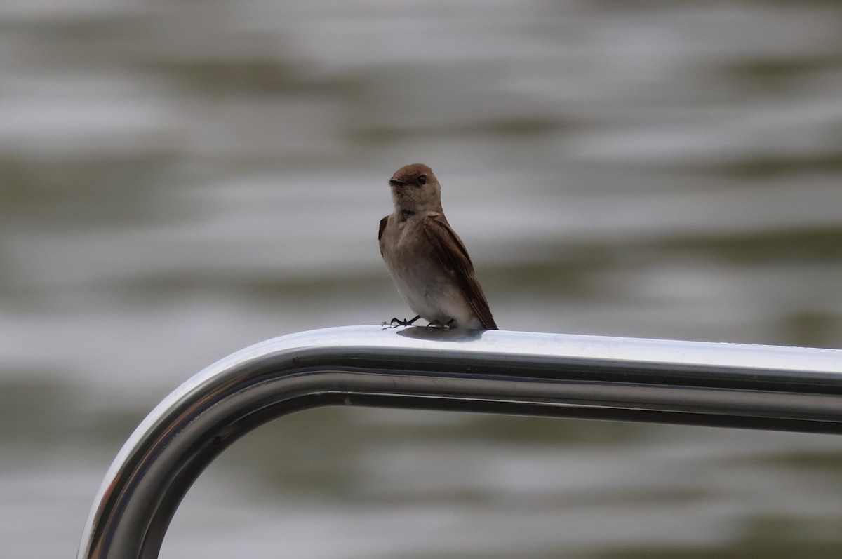 Northern Rough-winged Swallow - ML582527211