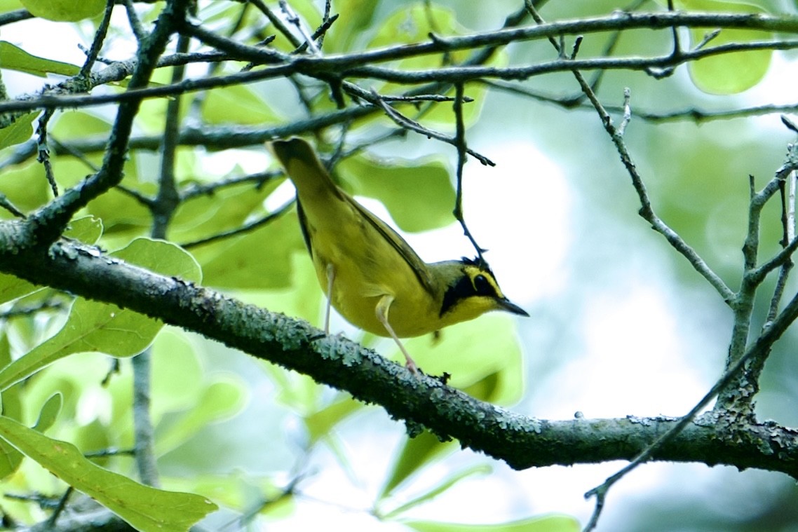 Kentucky Warbler - ML582532441