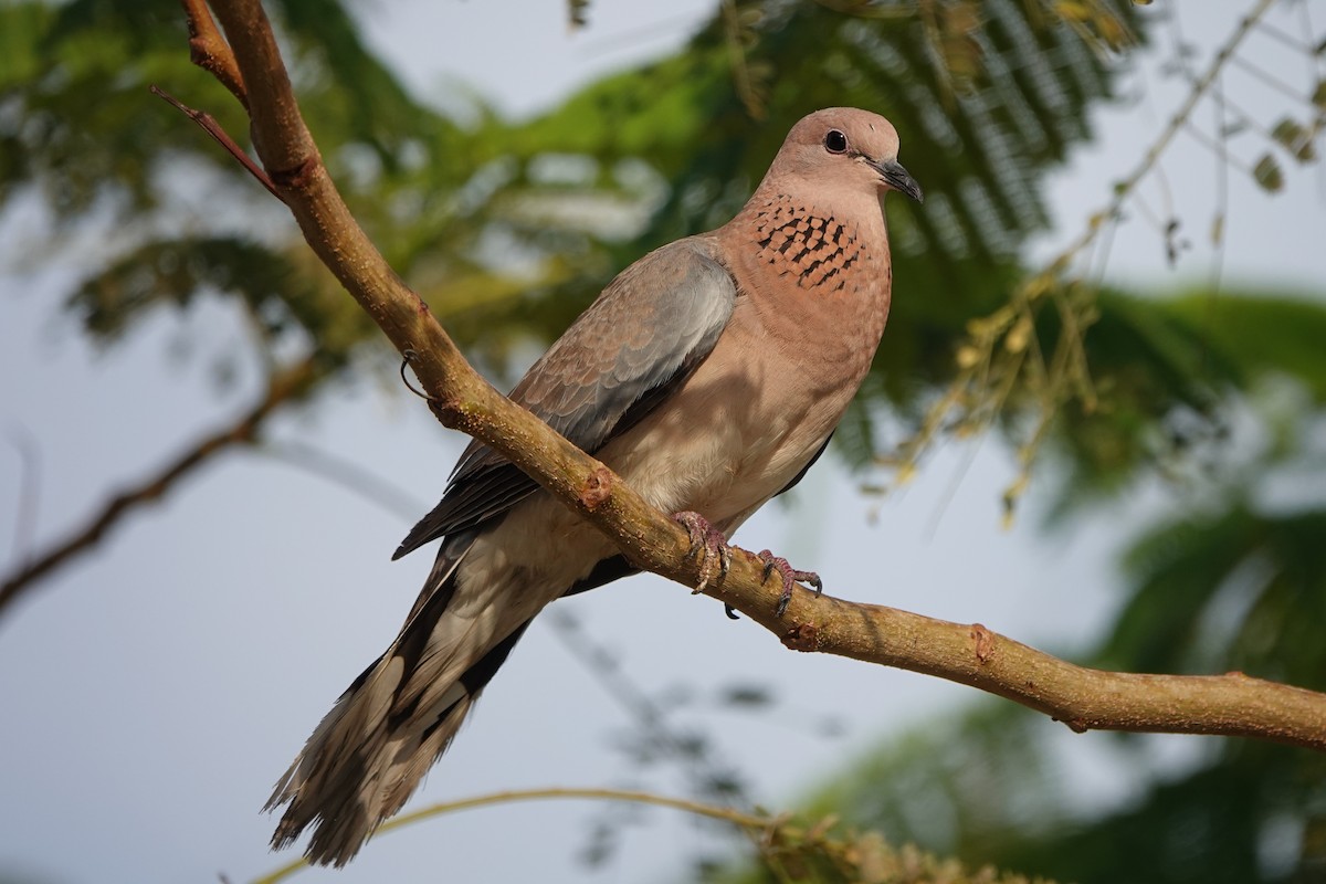 Tórtola Senegalesa - ML582534321