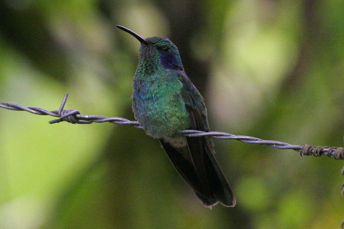 Lesser Violetear - ML582534331