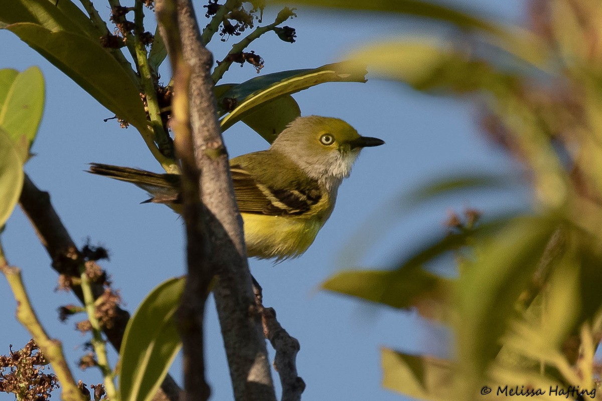 White-eyed Vireo (White-eyed) - ML582534761