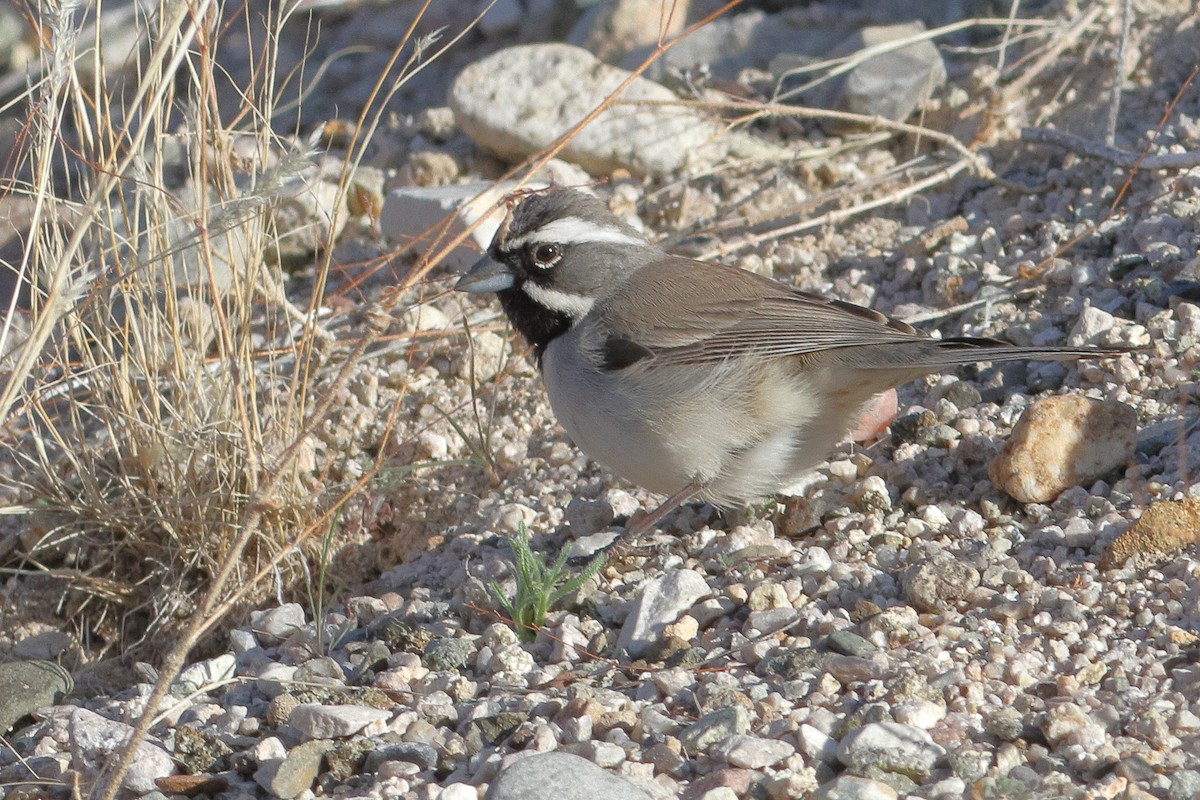 Black-throated Sparrow - James McKenzie