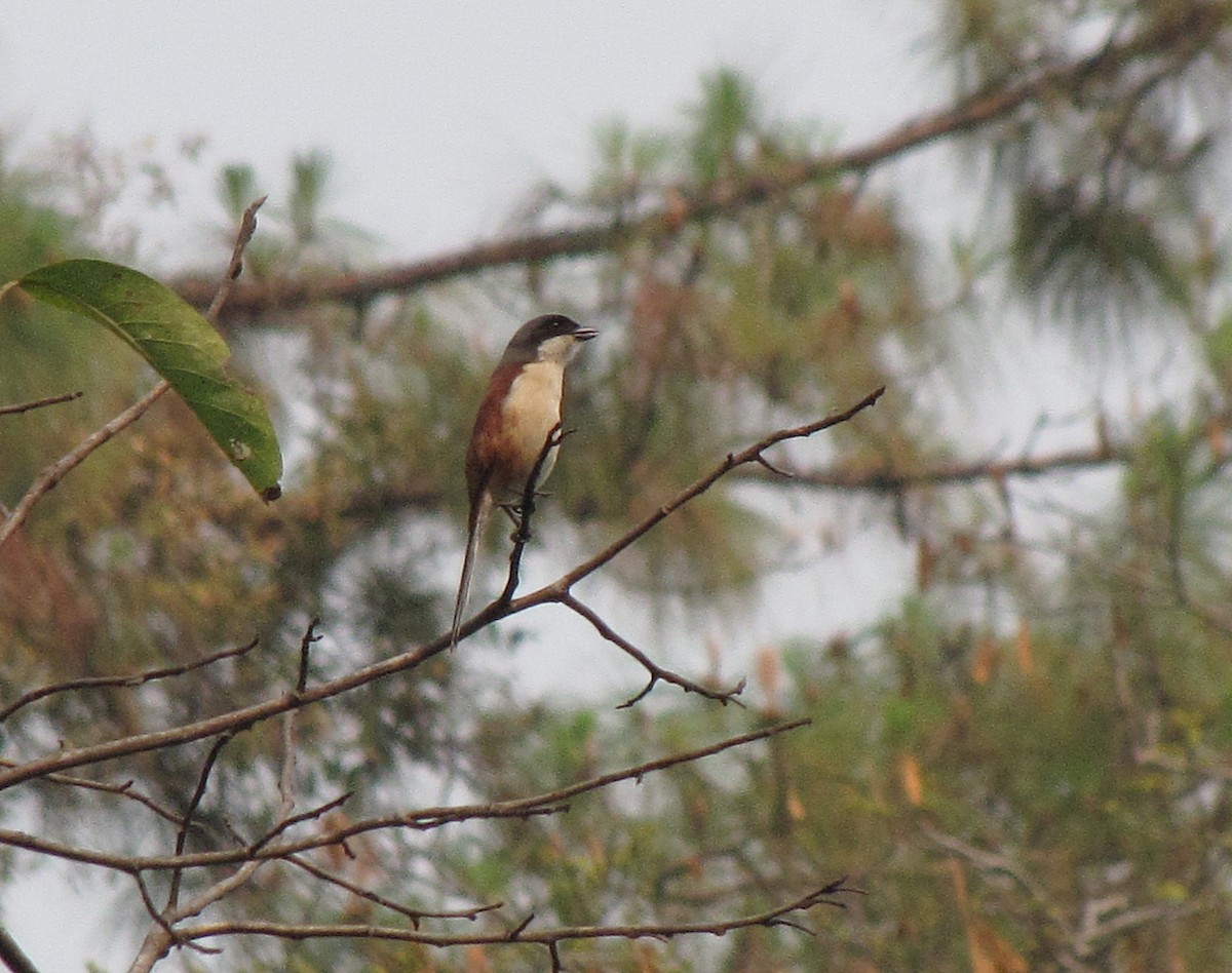 Burmese Shrike - ML582536311