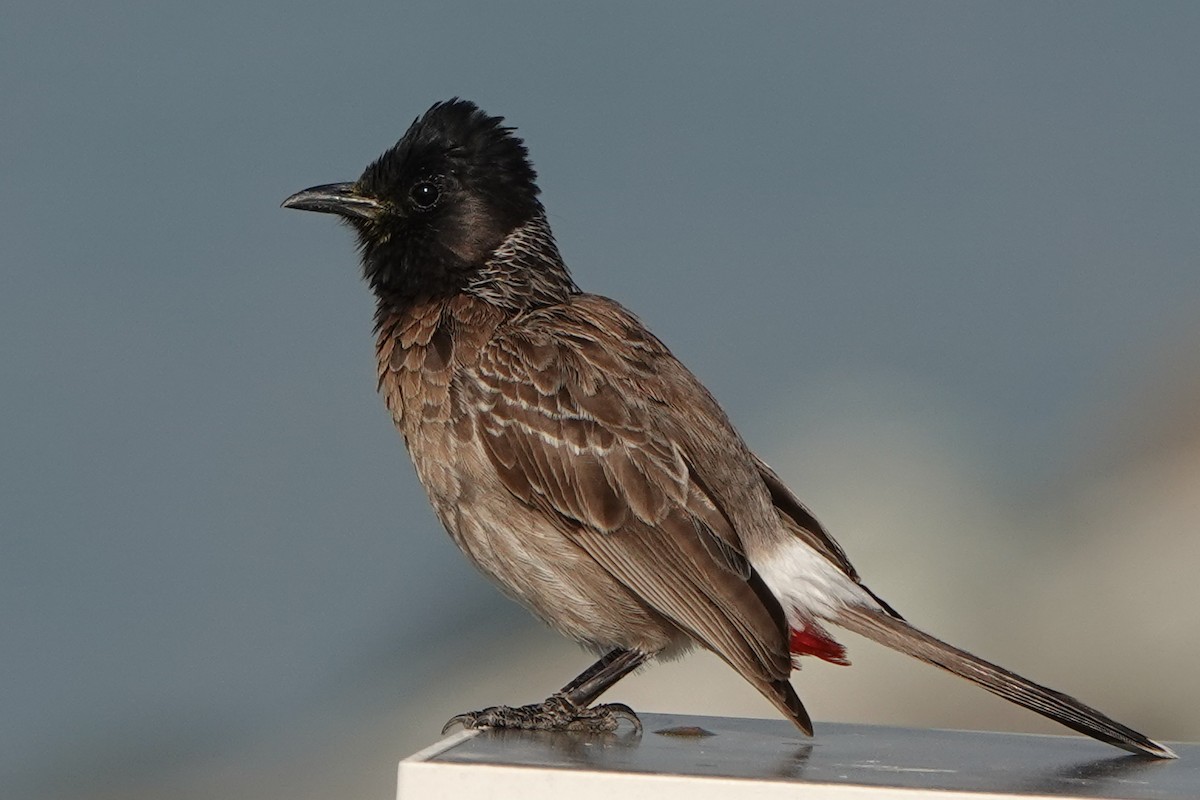 Red-vented Bulbul - Roman Suffner