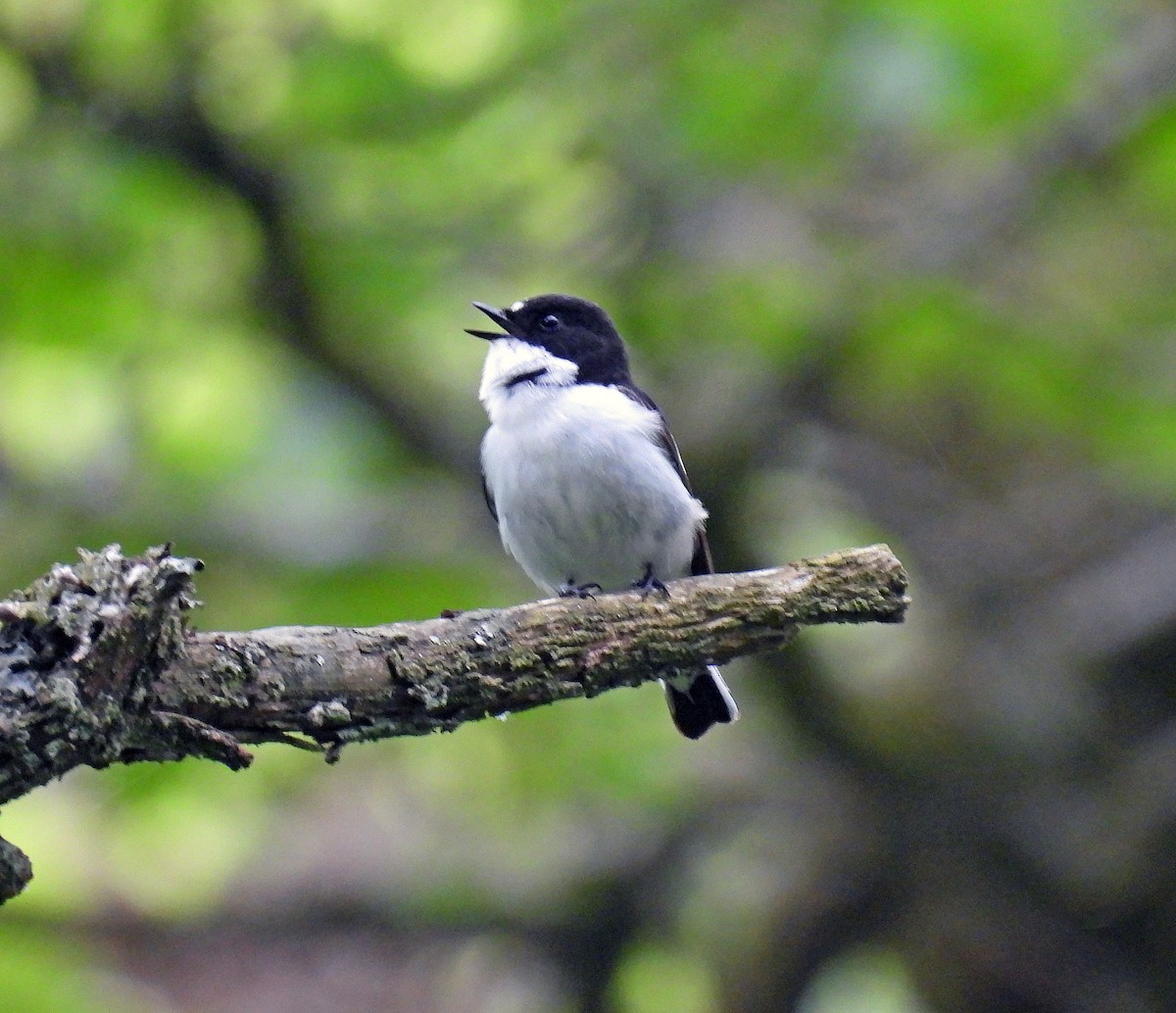 European Pied Flycatcher - ML582537231