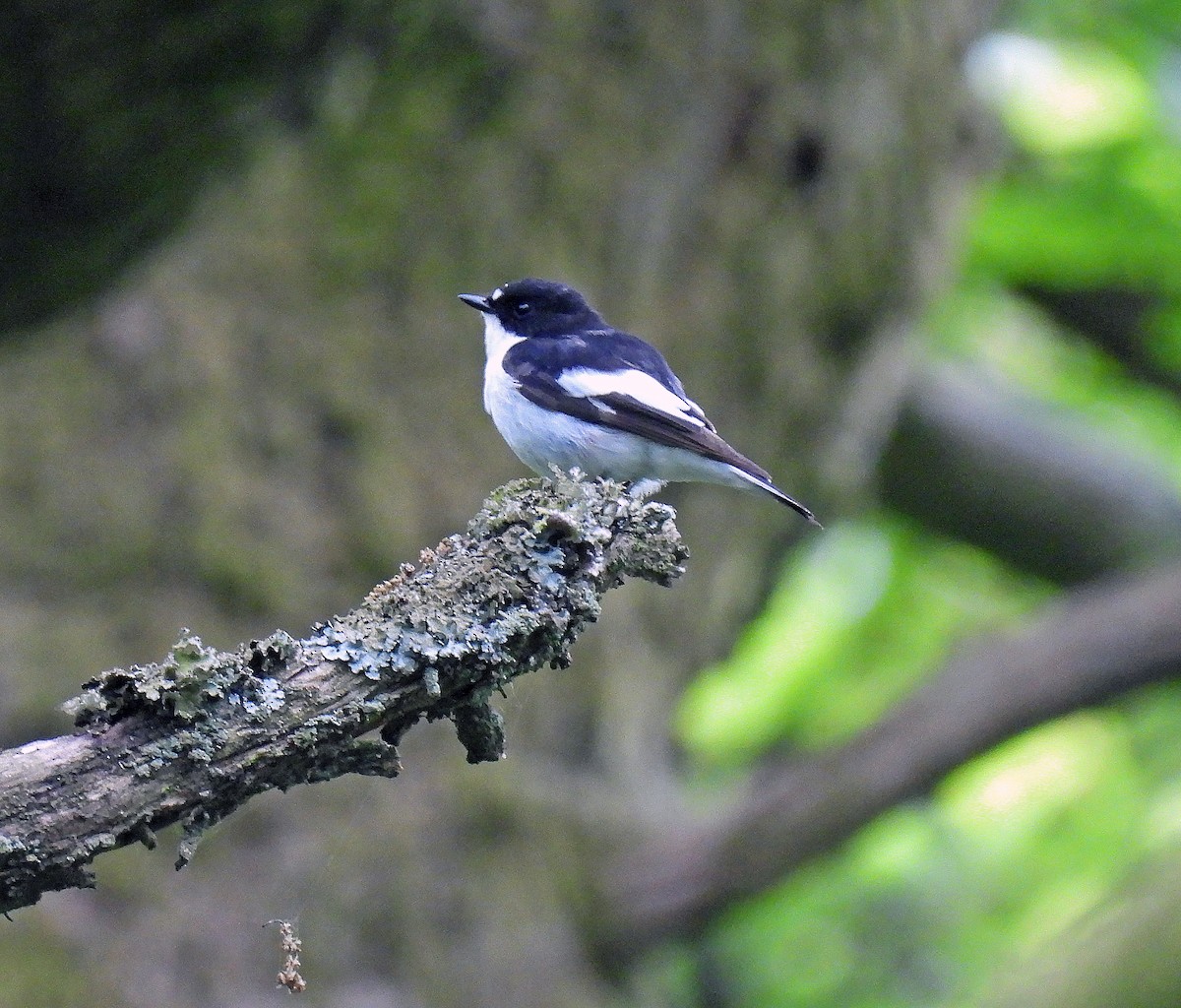 European Pied Flycatcher - ML582537241