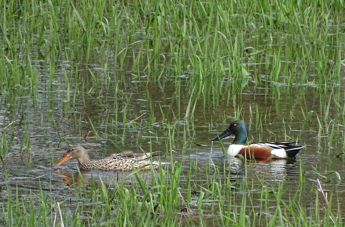 Northern Shoveler - ML58253781