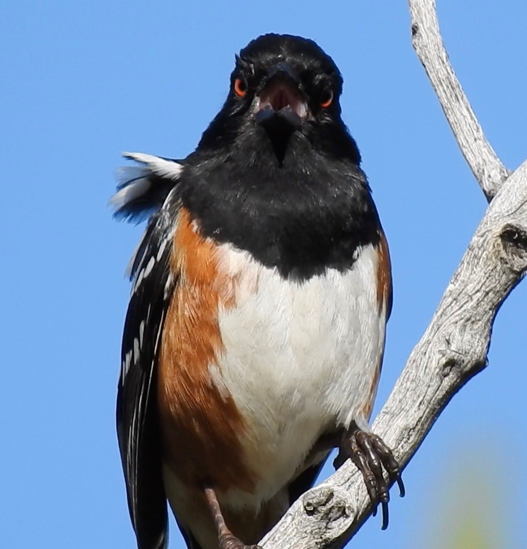 Spotted Towhee - ML58253861