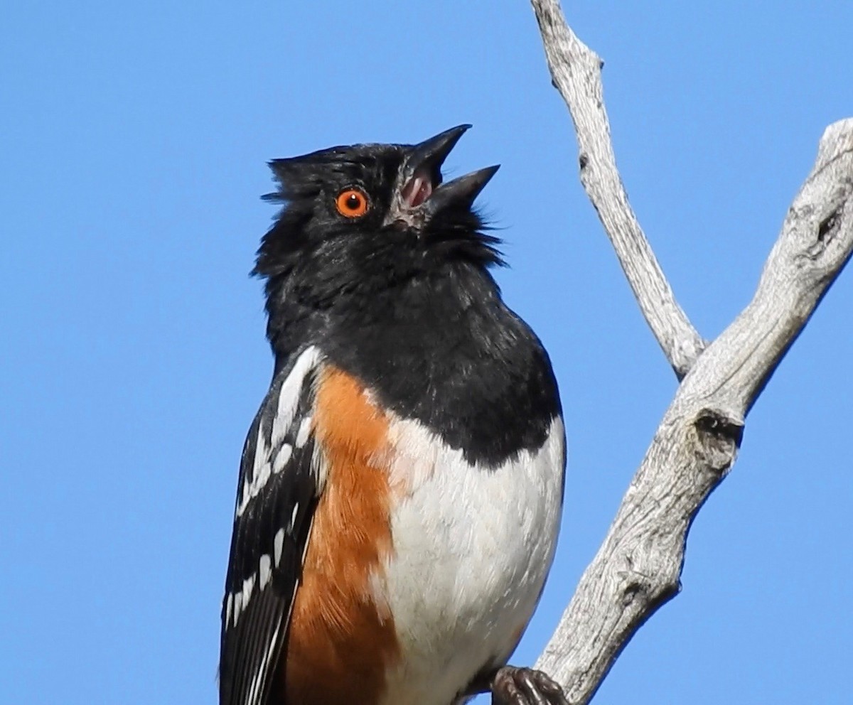 Spotted Towhee - ML58253881