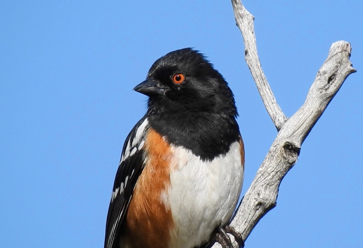 Spotted Towhee - ML58253891
