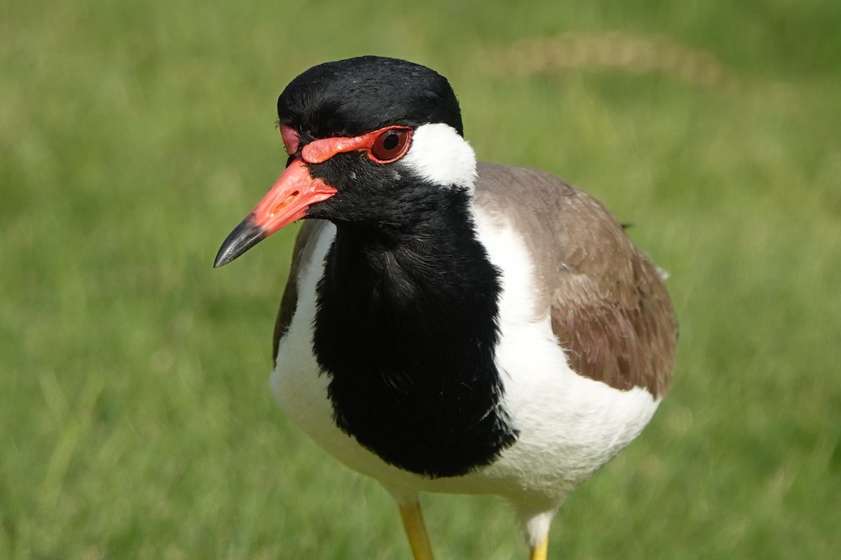 Red-wattled Lapwing - ML582539141