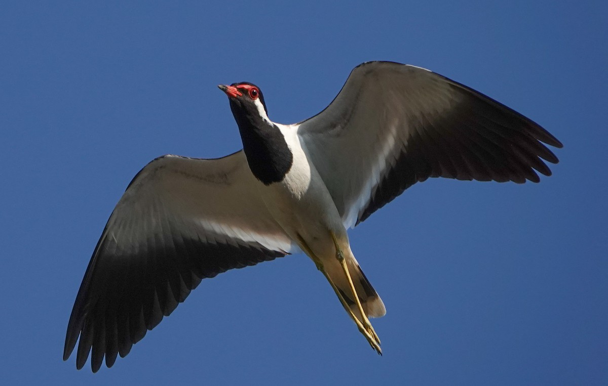 Red-wattled Lapwing - ML582539151