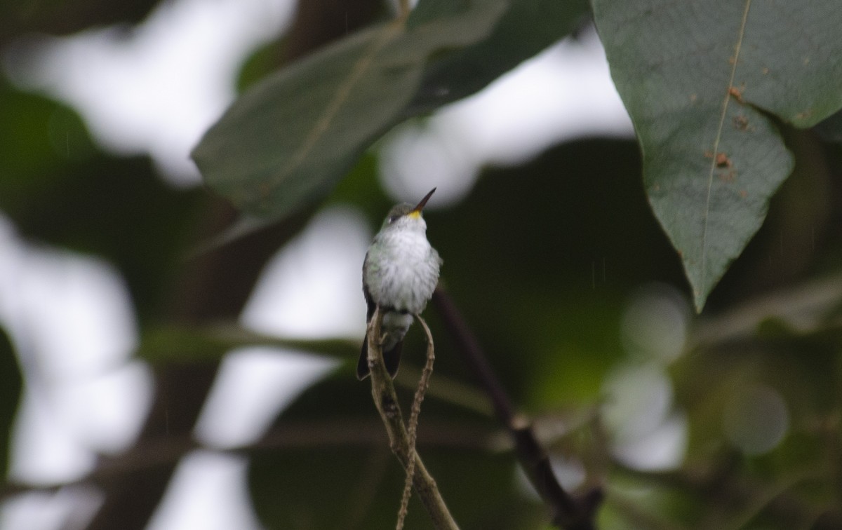 White-bellied Hummingbird - ML582539751