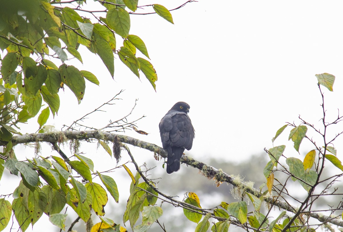 White-rumped Hawk - ML582539891