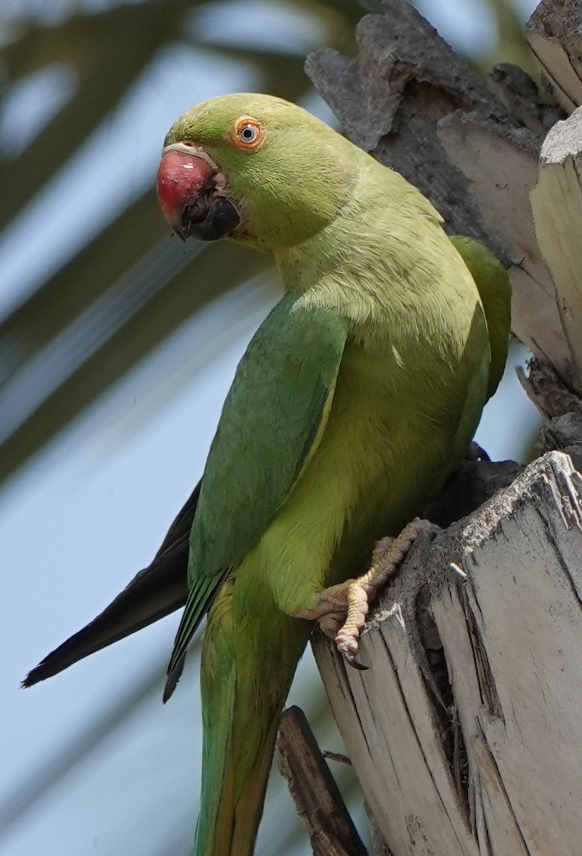 Rose-ringed Parakeet - ML582540101