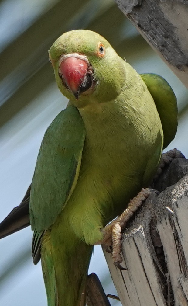 Rose-ringed Parakeet - ML582540111