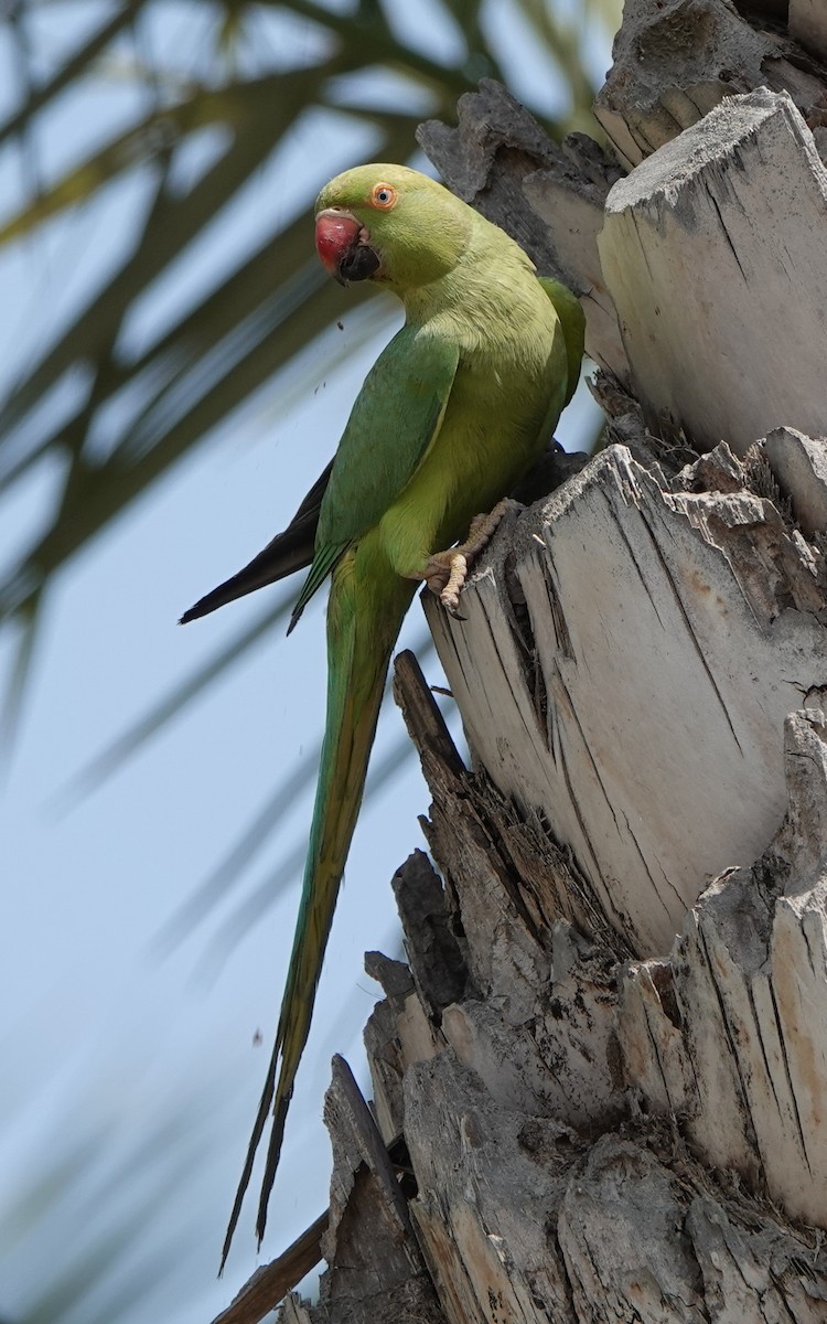 Rose-ringed Parakeet - Roman Suffner