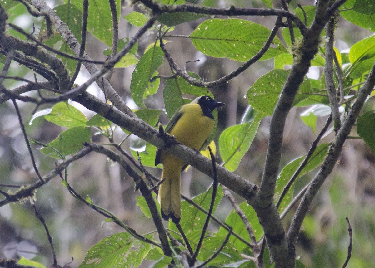 Green Jay - ML582540241