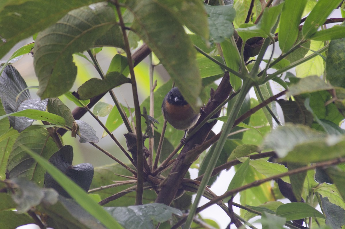 Black-eared Hemispingus - ML582540481