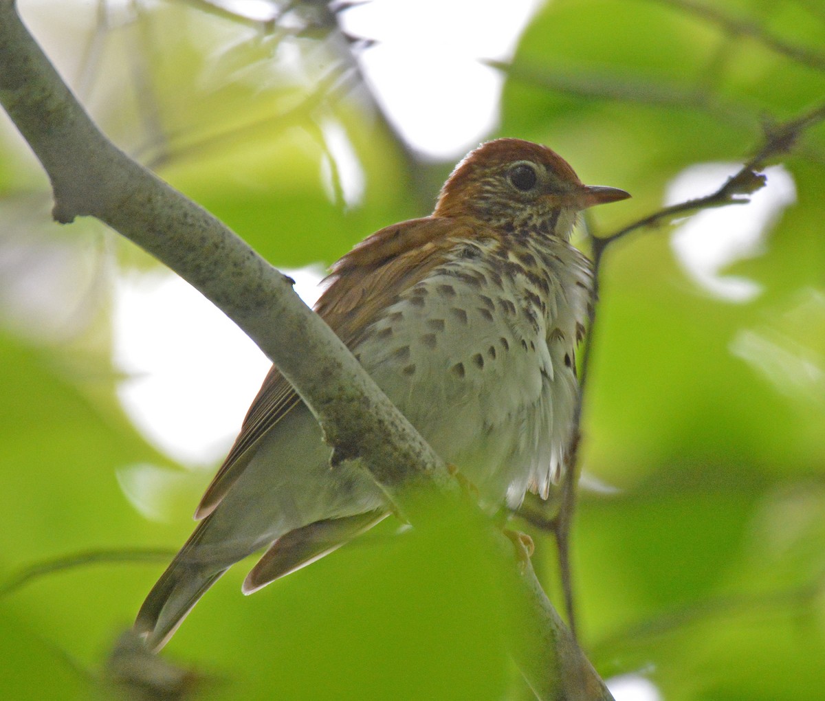 Wood Thrush - ML582541031