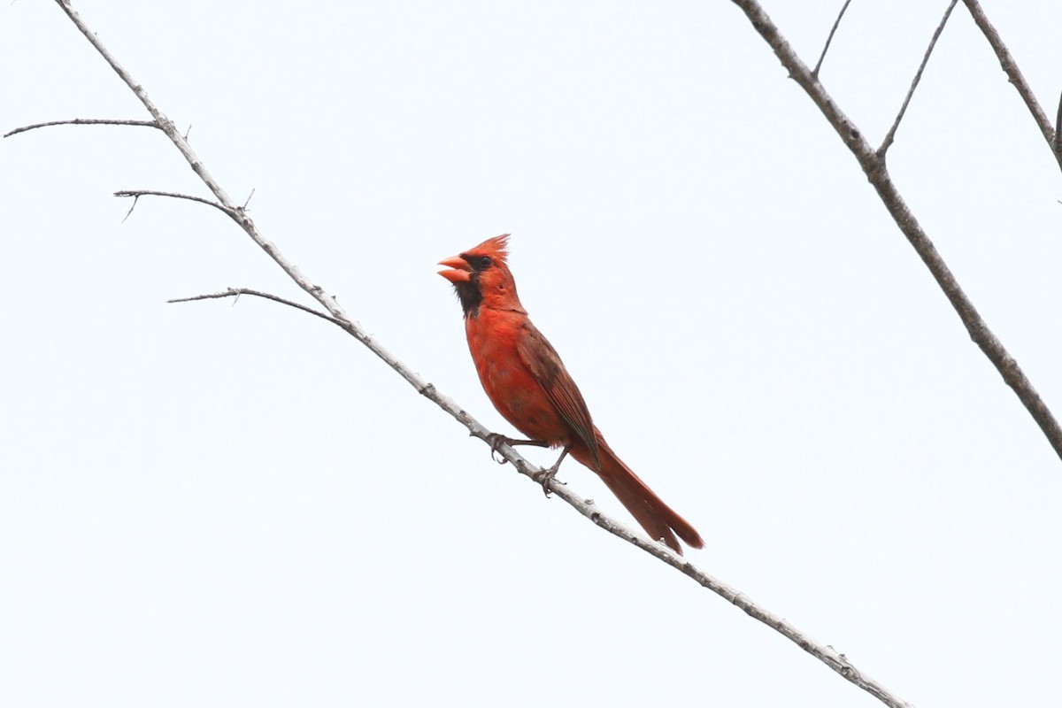 Cardinal rouge - ML582541171