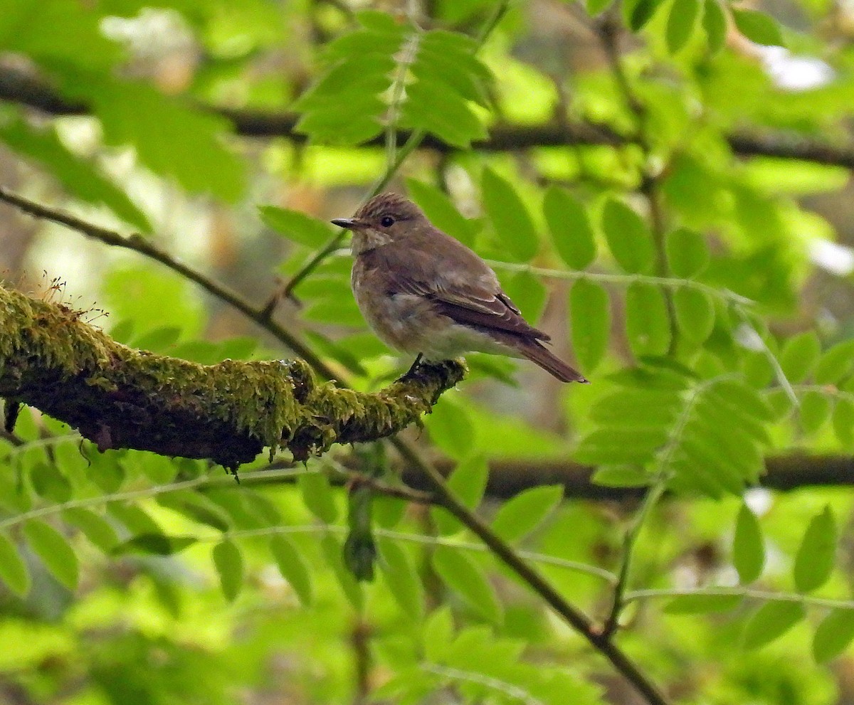 Spotted Flycatcher (Spotted) - ML582541541