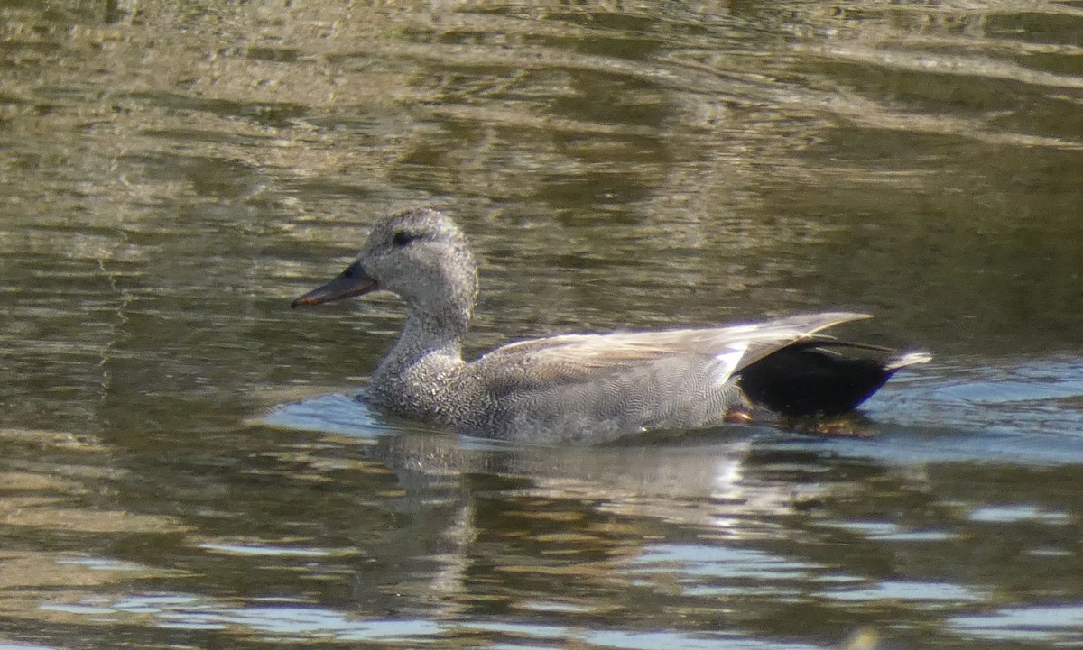 Gadwall - Jim Mott