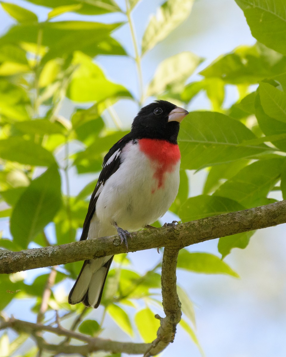 Rose-breasted Grosbeak - ML58254201