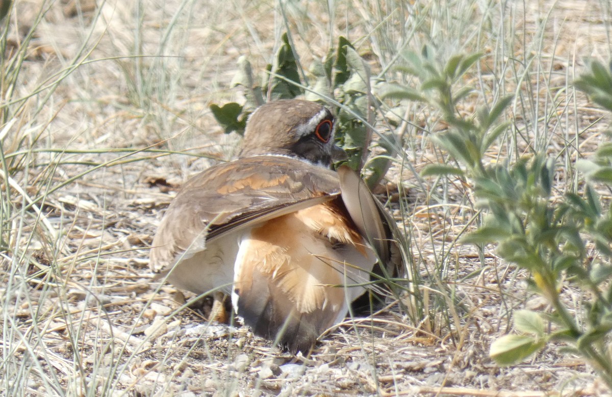 Killdeer - ML582542121