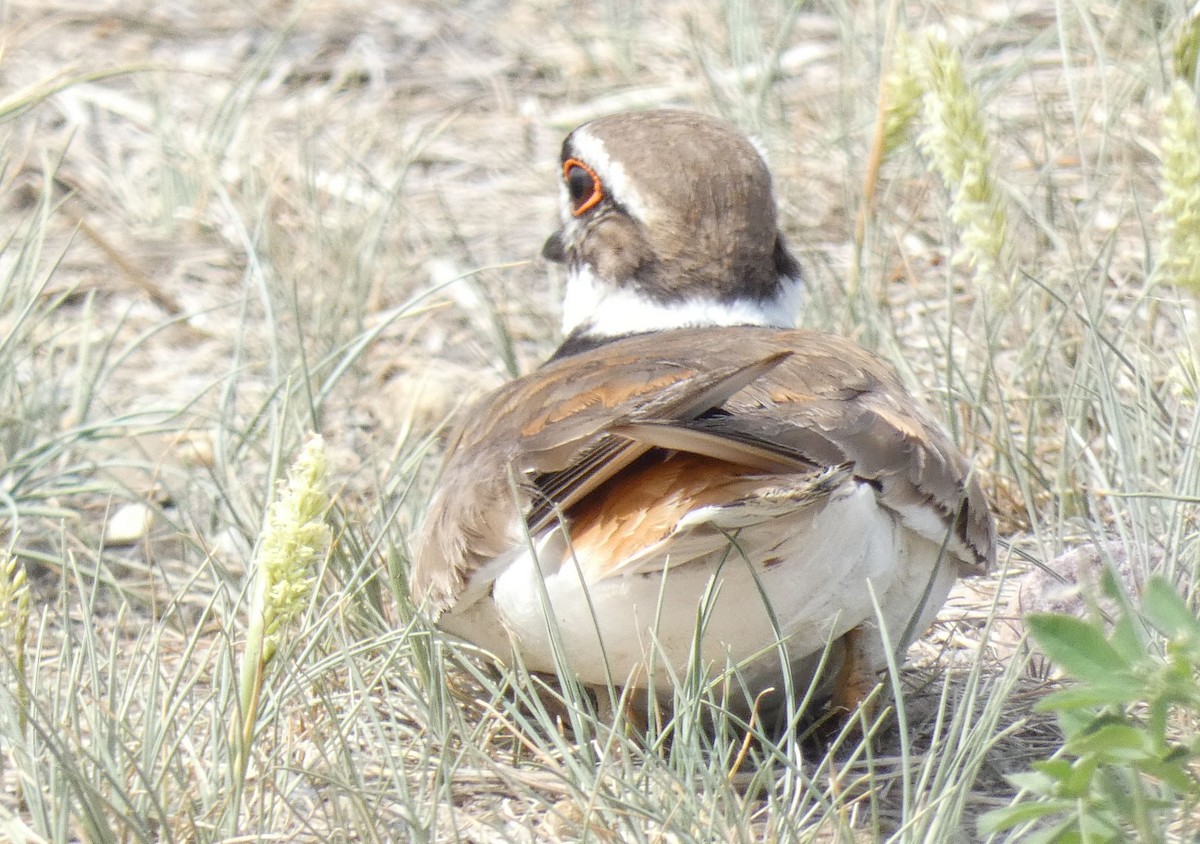 Killdeer - ML582542131