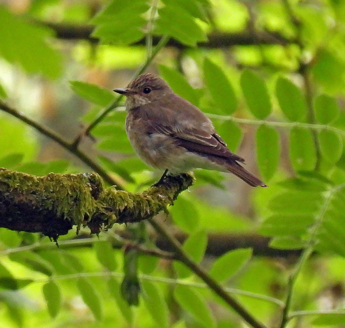 ムナフヒタキ（striata グループ） - ML582542551