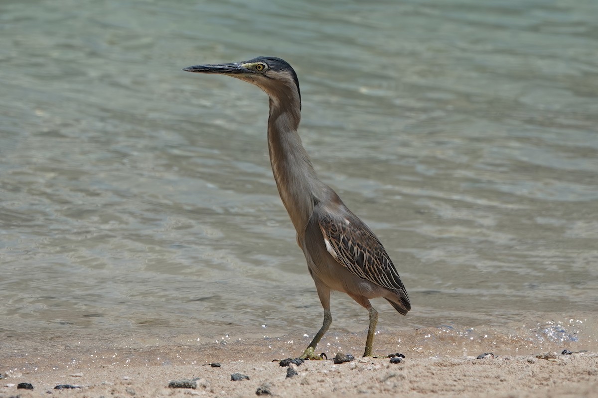 Striated Heron - Roman Suffner