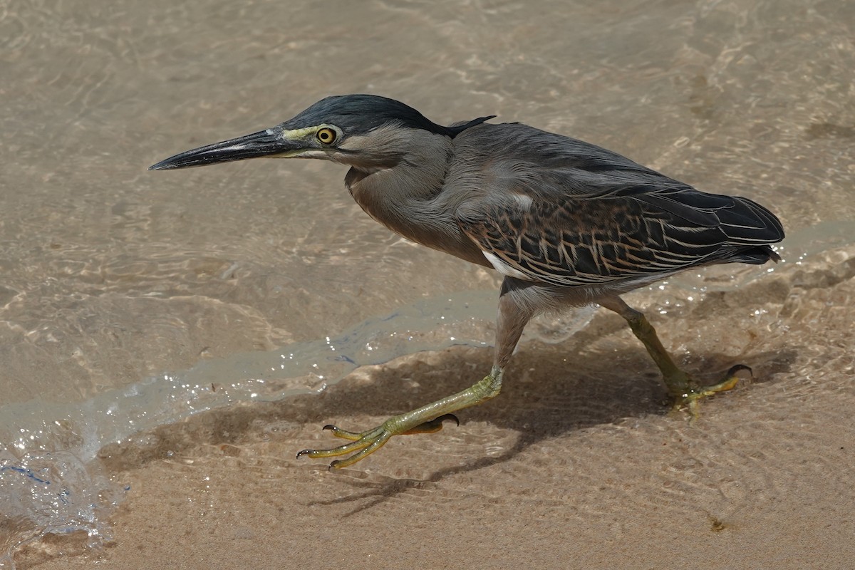 Striated Heron - Roman Suffner