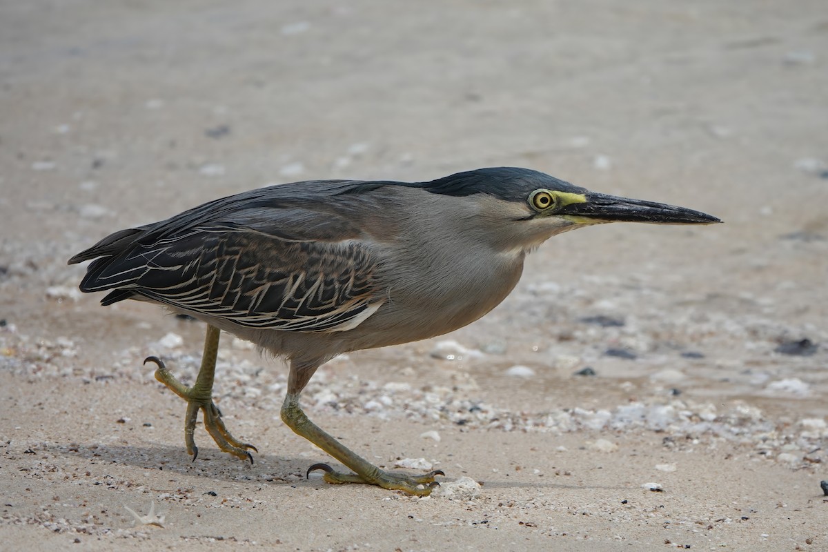 Striated Heron - Roman Suffner