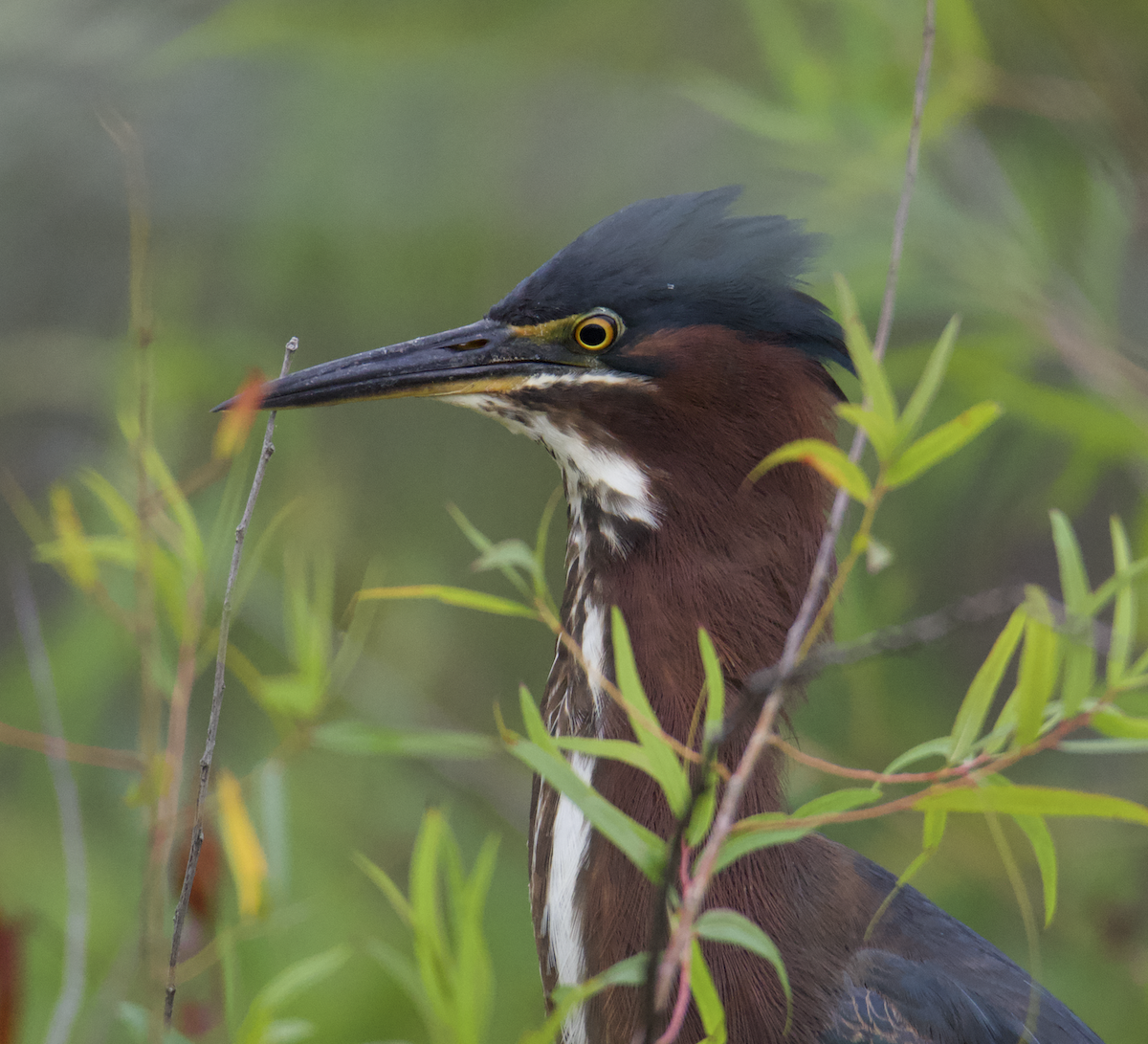 Green Heron - ML582543011