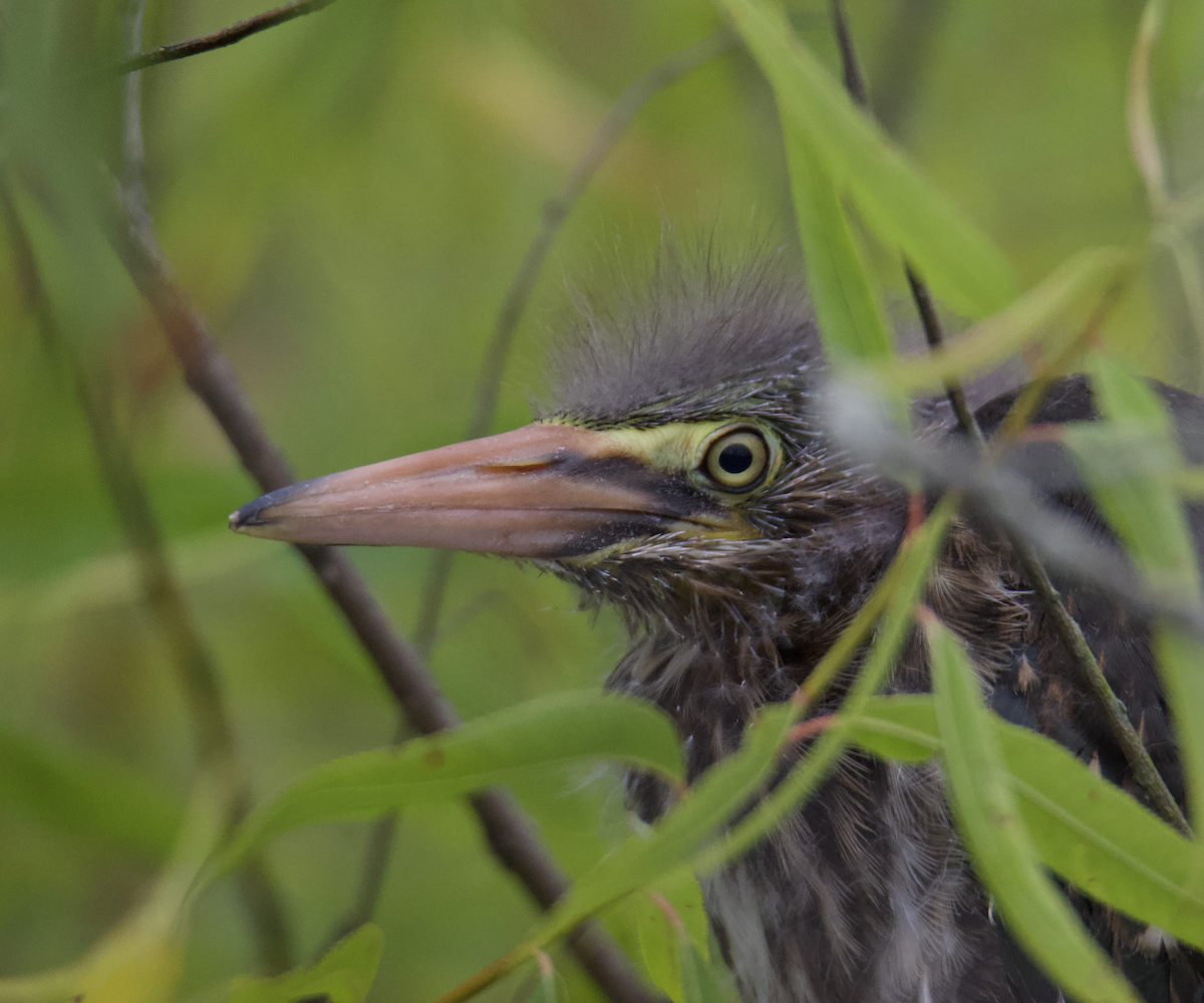 Green Heron - ML582543021