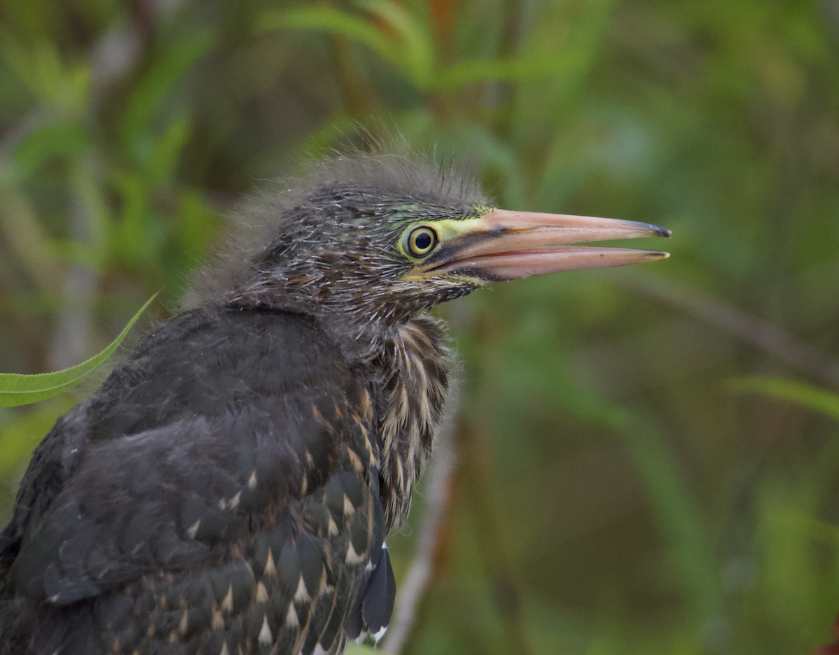 Green Heron - ML582543031