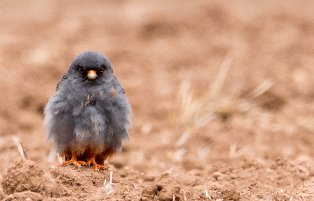 Red-footed Falcon - ML582543861