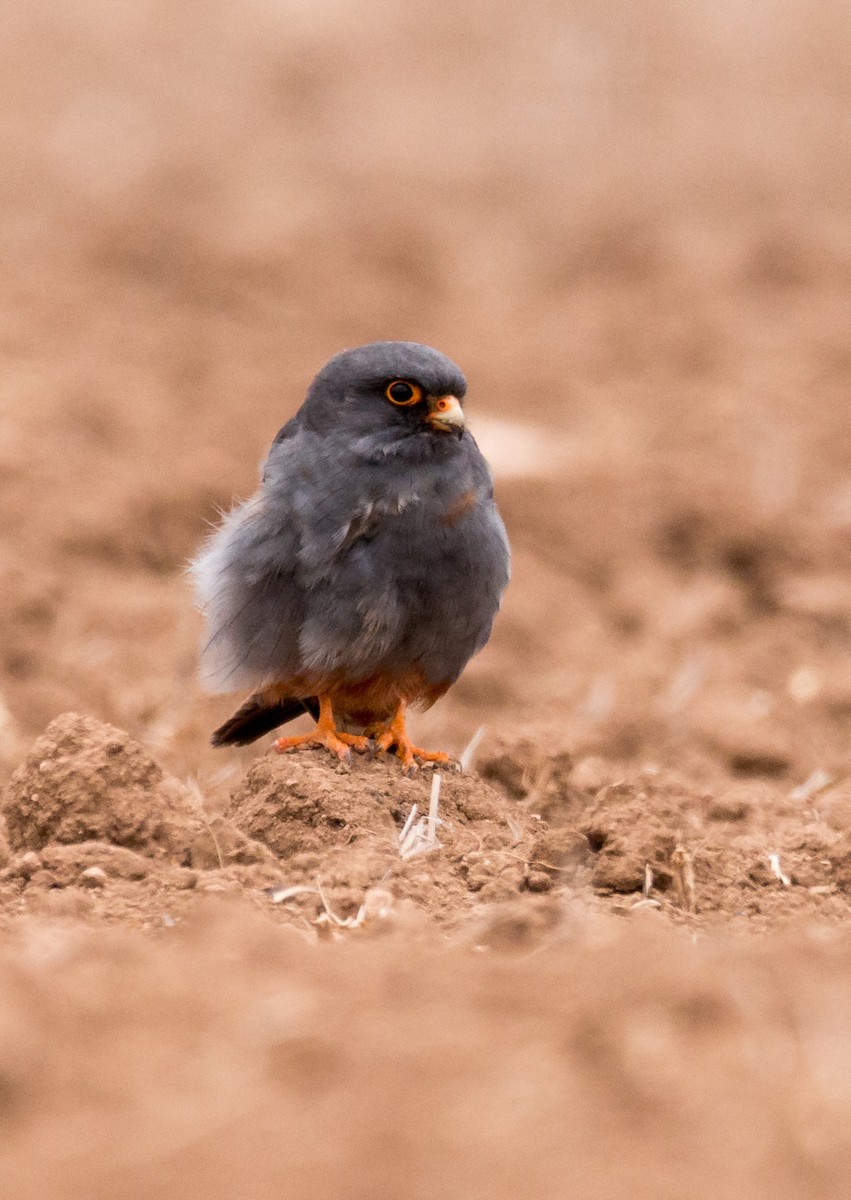 Red-footed Falcon - ML582543871