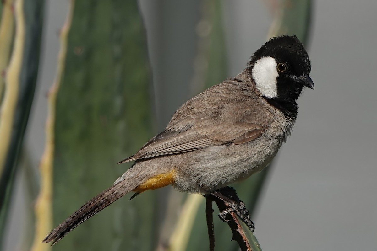 Bulbul à oreillons blancs - ML582544631