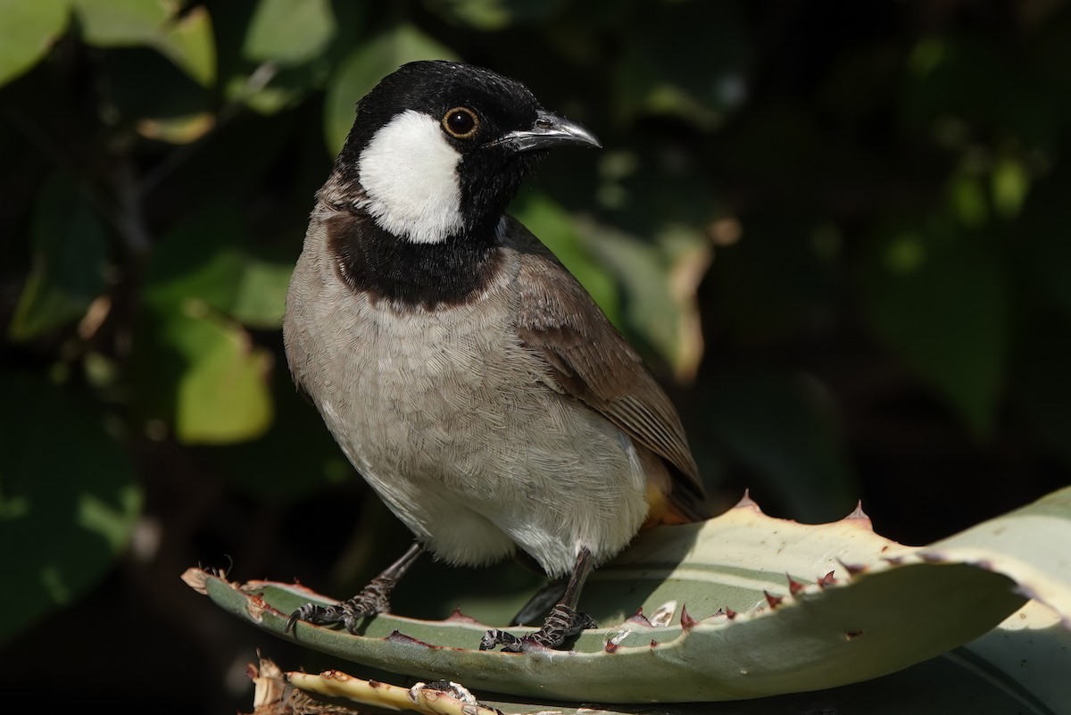 White-eared Bulbul - Roman Suffner