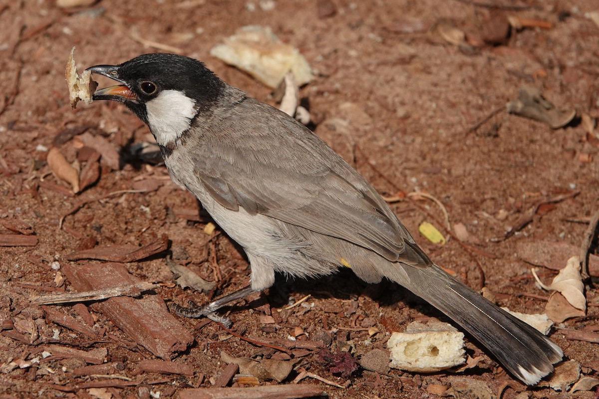 Bulbul Orejiblanco - ML582544711