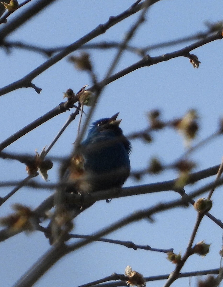 Indigo Bunting - ML582545171