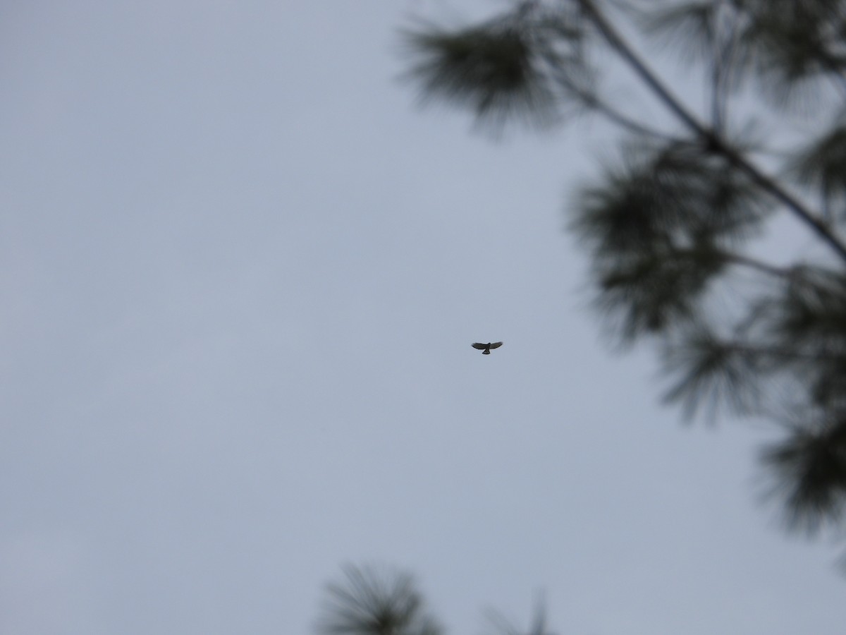 Broad-winged Hawk - ML582545501